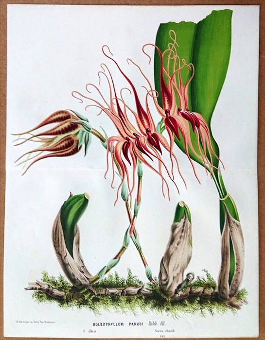 1877年 Van Houtte ヨーロッパの植物 ラン科 マメヅタラン属 Bulbophyllum pahudi - アンティークプリント 博物画  ボタニカルアートの通販サイト Spirito di Artigiano