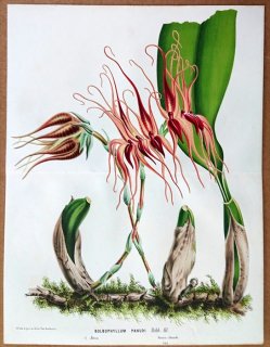 1877年 Van Houtte ヨーロッパの植物 ラン科 マメヅタラン属 Bulbophyllum pahudi