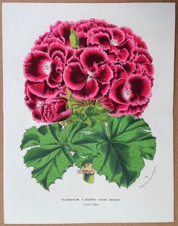 1877ǯ Van Houtte 衼åѤοʪ ե ƥ󥸥° Pelargonium A Grandes Fleurs Doubles