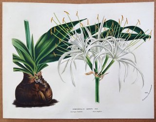 1877ǯ Van Houtte 衼åѤοʪ ҥХʲ ˥° ˥ Hymenocallis adnata Herb