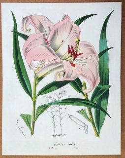 1874ǯ Van Houtte 衼åѤοʪ  °  Lilium (hybr) krameri