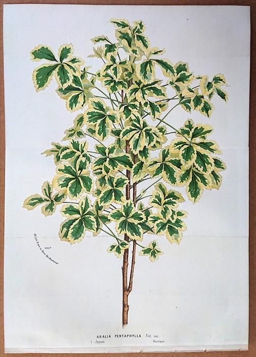 1874年 Van Houtte ヨーロッパの植物 ウコギ科 ウコギ属 ヤマウコギ Aralia Pentaphylla アンティークプリント ボタニカルアート 博物画の通販サイト Spirito Di Artigiano 1874年 Van Houtte ヨーロッパの植物 ウコギ科 ウコギ属 ヤマウコギ Aralia Pentaphylla アンティークプリント ボタニカルアート 博物画の通販サイト Spirito Di Artigiano