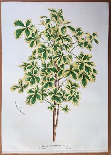 1874ǯ Van Houtte 衼åѤοʪ  ° ޥ Aralia pentaphylla