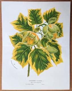 1874年 Van Houtte ヨーロッパの植物 モクレン科 ユリノキ属 ユリノキ Liriodendron tulipifera L