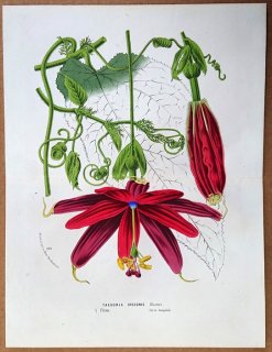 1874年 Van Houtte ヨーロッパの植物 トケイソウ科 トケイソウ属 Tacsonia insignis