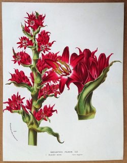 1874年 Van Houtte ヨーロッパの植物 ドリアンテス科 ドリアンテス属 Doryanthes palmeri