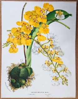 1874年 Van Houtte ヨーロッパの植物 ラン科 ロシオグロッスム属 Oncidium ampliatum