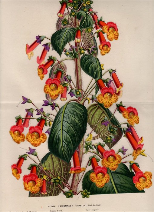 1855年 Van Houtte ヨーロッパの植物 イワタバコ科 コーレリア属 Tydaea gigantea - アンティークプリント 博物画  ボタニカルアートの通販サイト Spirito di Artigiano