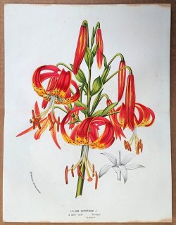 1855ǯ Van Houtte 衼åѤοʪ  ° Lilium superbum L