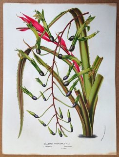 1855年 Van Houtte ヨーロッパの植物 パイナップル科 ツツアナナス属 Billbergia viridiflora H. Wendl