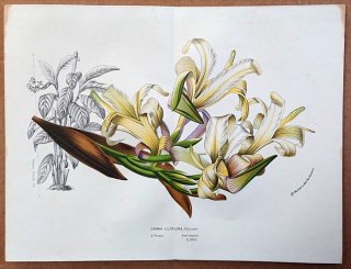 1855ǯ Van Houtte 衼åѤοʪ ʲ ° Canna liliiflora Warscew