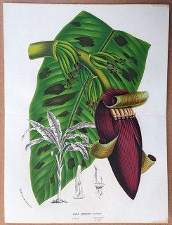 1855年 Van Houtte ヨーロッパの植物 バショウ科 バショウ属 マレーヤマバショウ Musa zebrina