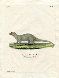 1840' Schreber Ӯοޤ Pl.116g ޥ󥰡 ץȥޥ󥰡° ϥޥ󥰡 Herpestes pallidus
