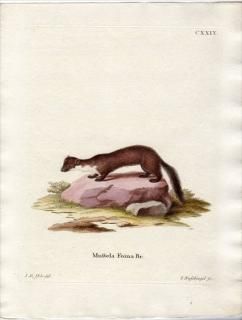 1780ǯ Schreber Ӯοޤ Pl.129  ƥ° ʥƥ Mustela foina