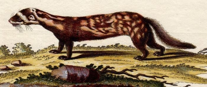 オーストラリアの動物相　マイヤー百科事典　1897年　ドイツ　アンティーク　版画 1885年発行 アンティーク本 NURSERY LAND ヘレナ マグワイア挿絵