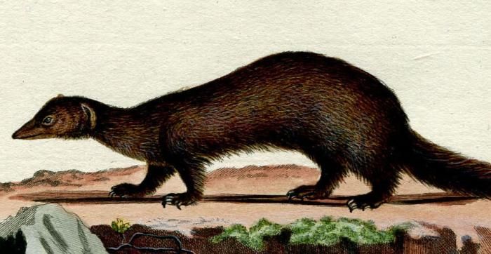 オーストラリアの動物相　マイヤー百科事典　1897年　ドイツ　アンティーク　版画 オーストラリアの動物相 マイヤー百科事典 1897年 ドイツ