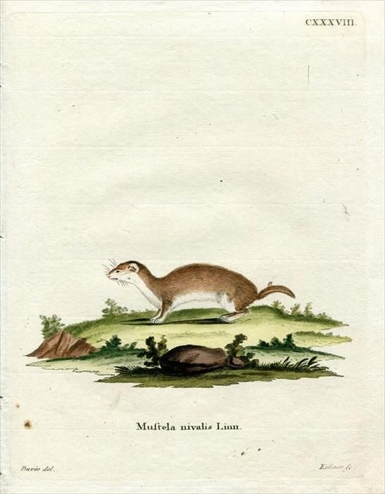1780年 Schreber 野生哺乳類の図と説明 Pl.138 イタチ科 イタチ属
