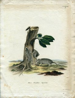 1784年 Schreber 野生哺乳類の図と説明 Pl.182b ネズミ科 ヨスジクサマウス属 ヨスジクサマウス Mus pumilio