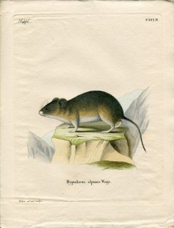 1843年 Schreber 野生哺乳類の図と説明 Pl.191b キヌゲネズミ科 ヨーロッパユキハタネズミ属 ヨーロッパユキハタネズミ Hypudaeus alpinus
