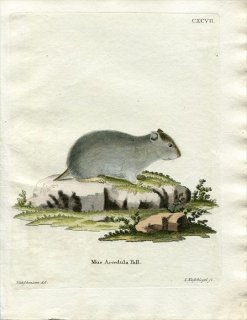 1780年 Schreber 野生哺乳類の図と説明 Pl.197 キヌゲネズミ科 モンゴルキヌゲネズミ属 タビキヌゲネズミ Mus accedula