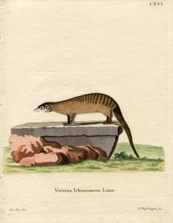 1777年 Schreber 野生哺乳類の図と説明 Pl.116 マングース科 エジプトマングース属 エジプトマングース Viverra ichneumon