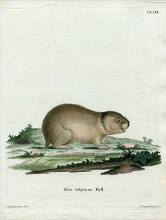 1780年 Schreber 野生哺乳類の図と説明 Pl.203 キヌゲネズミ科 モグラレミング属 キタモグラレミング Mus talpinus