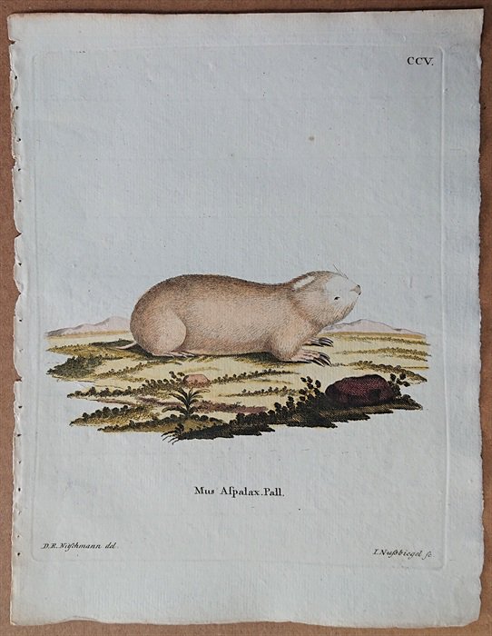 1780年 Schreber 野生哺乳類の図と説明 Pl.205 メクラネズミ科 モグラネズミ属 モンゴルモグラネズミ Mus aspalax -  アンティークプリント ボタニカルアート 博物画の通販サイト Spirito di Artigiano