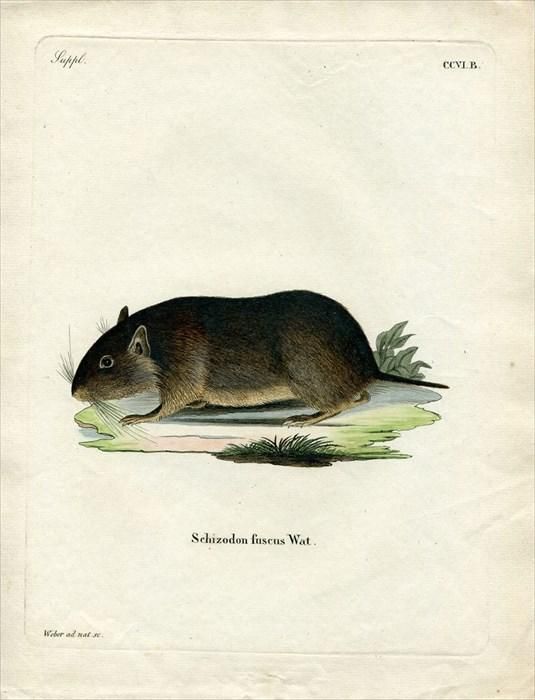 1842年 Schreber 野生哺乳類の図と説明 Pl.206b オクトドン科