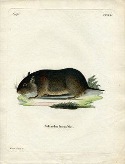 1842年 Schreber 野生哺乳類の図と説明 Pl.206b オクトドン科 チリアナネズミ属 チリアナネズミ Schizodon fuscus