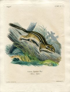 1829年 Schreber 野生哺乳類の図と説明 Pl.214c リス科 シマリス属 トウブシマリス Sciurus lysteri