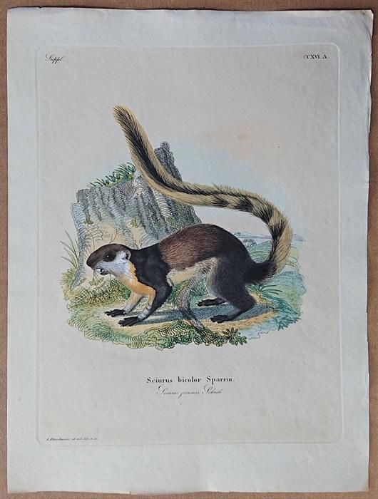 1835年 Schreber 野生哺乳類の図と説明 Pl.216a リス科 オオリス