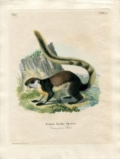 1835ǯ Schreber Ӯοޤ Pl.216a ꥹ ꥹ° ꥹ Sciurus bicolor