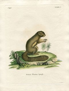 1835年 Schreber 野生哺乳類の図と説明 Pl.217c リス科 ハイガシラリス属 バナナリス Sciurus plantani