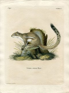 1835年 Schreber 野生哺乳類の図と説明 Pl.218a リス科 アラゲジリス属 ケープアラゲジリス Sciurus setosus