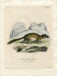 1835年 Schreber 野生哺乳類の図と説明 Pl.227a キヌゲネズミ科 ウッドラット属 フサオモリネズミ Myoxus drummondii