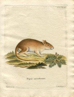 1780年 Schreber 野生哺乳類の図と説明 Pl.231 ネズミ科 スナネズミ属 ヒナカスナネズミ Dipus meridianus