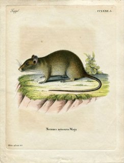 1845年 Schreber 野生哺乳類の図と説明 Pl.232a ネズミ科 チビオオニネズミ属 チビオオニネズミ Meriones myosuros