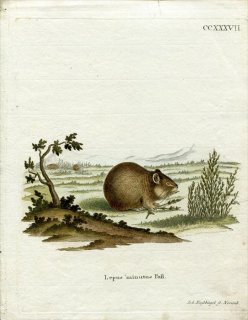 1790年 Schreber 野生哺乳類の図と説明 Pl.237 ネズミ科 カヤネズミ属 カヤネズミ Lepus minutus