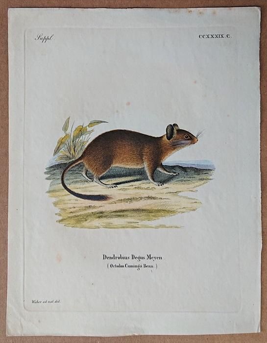 1835年 Schreber 野生哺乳類の図と説明 Pl.239c デグー科 デグー 1835年 Schreber 野生哺乳類の図と説明 Pl.239c デグー科 デグー