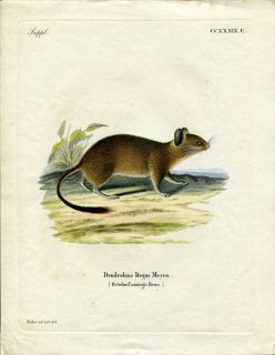 1835年 Schreber 野生哺乳類の図と説明 Pl.239c デグー科 デグー属 デグー Dendrobius degus