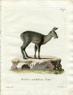 1790ǯ Schreber Ӯοޤ Pl.242b 㥳 㥳° ٥ꥢ㥳 Moschus moschiferus