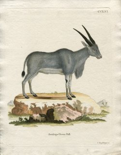 1790年 Schreber 野生哺乳類の図と説明 Pl.256 ウシ科 イランド属 イランド Antilope oreas