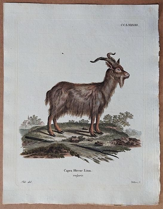 1790年 Schreber 野生哺乳類の図と説明 Pl.283 ウシ科 ヤギ属