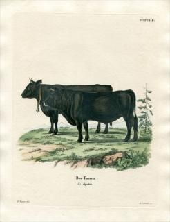 1835ǯ Schreber Ӯοޤ Pl.297d  °  Bos taurus