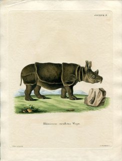 1835ǯ Schreber Ӯοޤ Pl.317f  °  Rhinoceros cucullatus