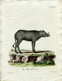 1790ǯ Schreber Ӯοޤ Pl.328 Υ Хӥ륵° Хӥ륵 Sus babirussa