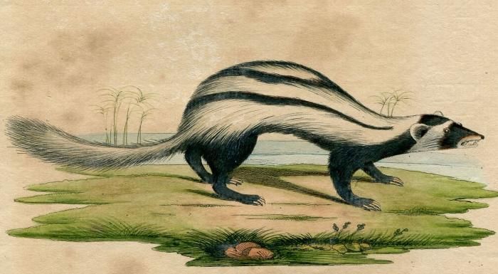 d) SAMMLUNG NATURKUNDLICHER TAFELN : Saugetiere / ほ乳類動物