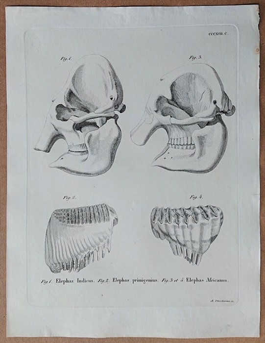 1835年 Schreber 野生哺乳類の図と説明 Pl.317c ゾウ科 アジアゾウ