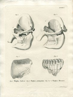 1835年 Schreber 野生哺乳類の図と説明 Pl.317c ゾウ科 アジアゾウ ケナガマンモス アフリカゾウ 骨格