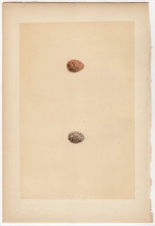 1866年 Morris 英国の鳥類の巣と卵の自然史 Pl.LXX セキレイ科 タヒバリ属 ヨーロッパビンズイ TREE PIPIT